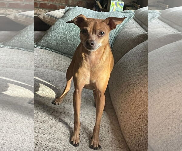 Medium Photo #3 Chihuahua-Unknown Mix Puppy For Sale in Littleton, CO, USA