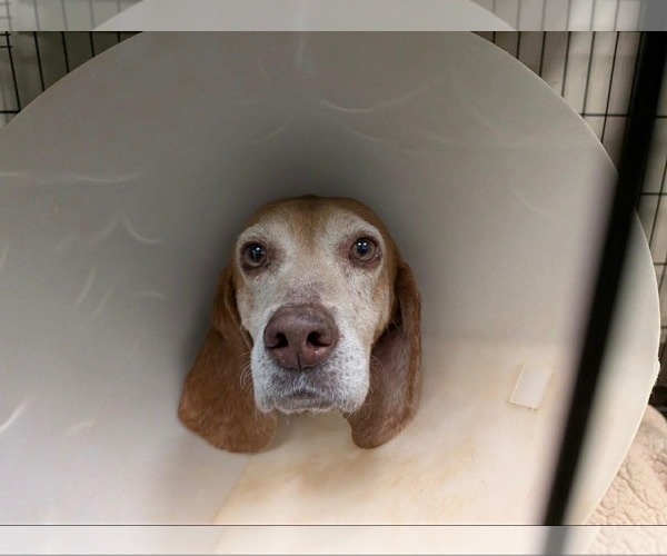 Medium Photo #3 Beagle Puppy For Sale in Stratham, NH, USA