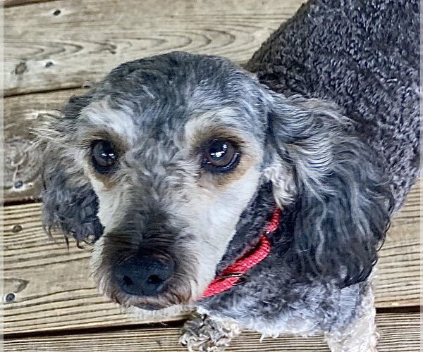 Medium Photo #2 Doxiepoo (Toy) Puppy For Sale in Omaha, NE, USA