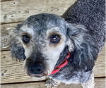 Small #1 Doxiepoo (Toy)