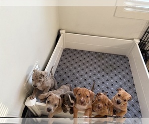 American Bully Litter for sale in SPARTANBURG, SC, USA
