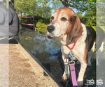 Small #8 Beagle