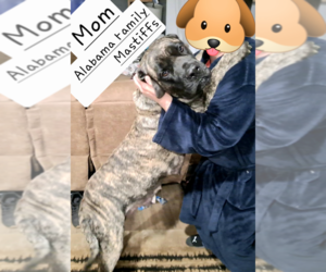 Mother of the Mastiff puppies born on 01/12/2023