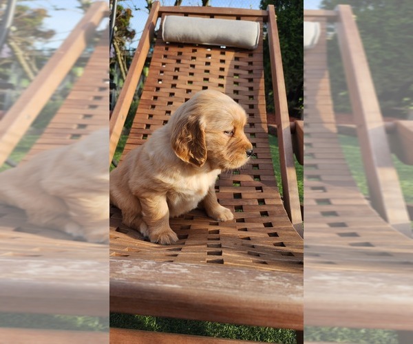 Medium Photo #5 Golden Retriever Puppy For Sale in VANCOUVER, WA, USA