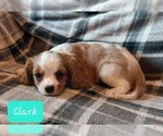 Small #2 Cavalier King Charles Spaniel