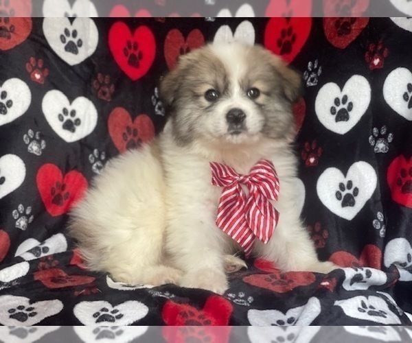 Medium Photo #11 Great Pyrenees Puppy For Sale in LAKELAND, FL, USA