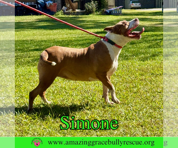 Medium Photo #25 American Staffordshire Terrier-Unknown Mix Puppy For Sale in Pensacola, FL, USA