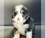 Small #1 Bernedoodle (Miniature)