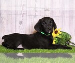 Small Photo #2 Rottle Puppy For Sale in FREDERICKSBG, OH, USA