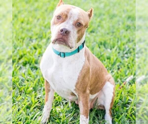 Medium Photo #7 American Pit Bull Terrier Puppy For Sale in West Palm Beach, FL, USA