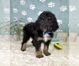 Bernedoodle (Miniature) Puppy for sale in NOBLESVILLE, IN, USA