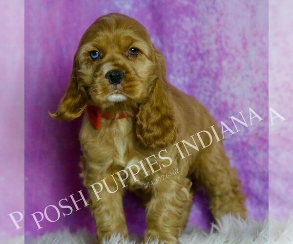 Medium Photo #23 Cocker Spaniel Puppy For Sale in WARSAW, IN, USA