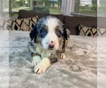 Puppy Boy 2 Australian Shepherd