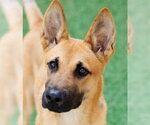 Small German Shepherd Dog Mix