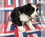 Small Photo #12 Australian Shepherd Puppy For Sale in RUSSELL, IA, USA