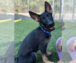 Small #1 German Shepherd Dog Mix