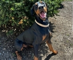 Small Photo #1 Doberman Pinscher Puppy For Sale in CARLINVILLE, IL, USA