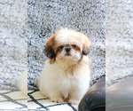 Small Photo #14 Shih Tzu Puppy For Sale in SYRACUSE, IN, USA