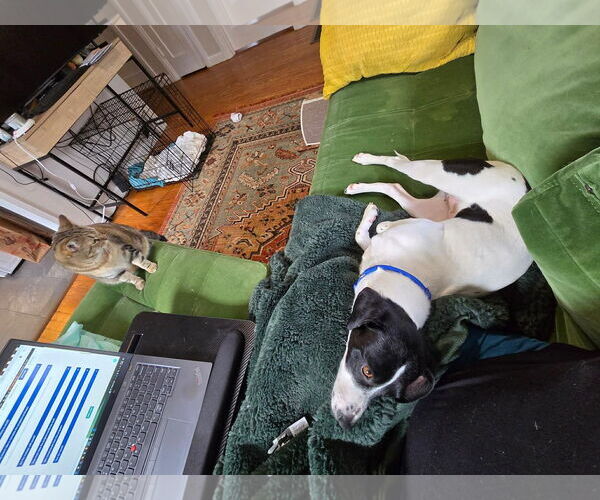 Medium Photo #2 Jack-A-Bee Puppy For Sale in Rockaway, NJ, USA