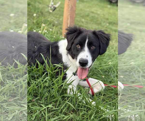 Medium Photo #8 Labrenees Puppy For Sale in Croydon, NH, USA