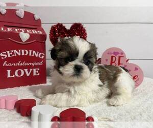 Shih Tzu Puppy for sale in JASONVILLE, IN, USA