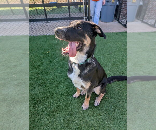 Medium Photo #3 Mutt Puppy For Sale in Vail, AZ, USA