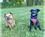 Small #9 Australian Shepherd-German Shepherd Dog Mix