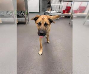 German Shepherd Dog-Unknown Mix Dogs for adoption in Corpus Christi, TX, USA