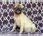 Small Photo #11 Pug Puppy For Sale in LAKELAND, FL, USA