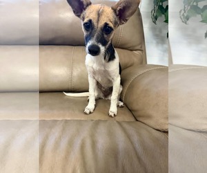 Caprie - Female Chihuahua Dog for Adoption - Photo #5
