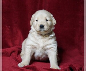 Golden Retriever Puppy for sale in FREDERICKSBG, OH, USA