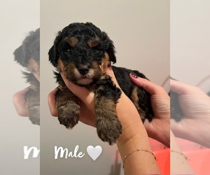 Miniature Bernedoodle Puppy for sale in BURBANK, WA, USA