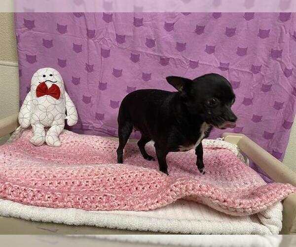 Medium Photo #1 Chihuahua Puppy For Sale in Modesto, CA, USA