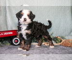 Puppy Santos Bernedoodle (Miniature)