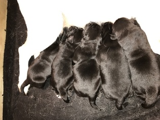 View Ad: Labrador Retriever Litter of Puppies for Sale ...