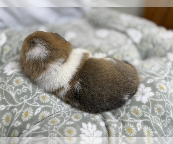 Medium Photo #13 Pembroke Welsh Corgi Puppy For Sale in GRAND RAPIDS, MI, USA