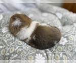 Small #12 Pembroke Welsh Corgi