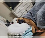 Small #3 Boxer