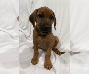 Medium Rhodesian Ridgeback