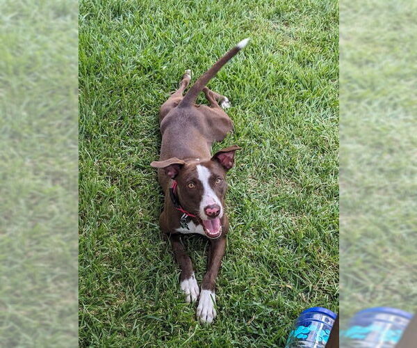 Medium Photo #8 Lab-Pointer Puppy For Sale in Houston, TX, USA
