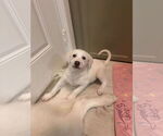 Small #6 Great Pyrenees Mix