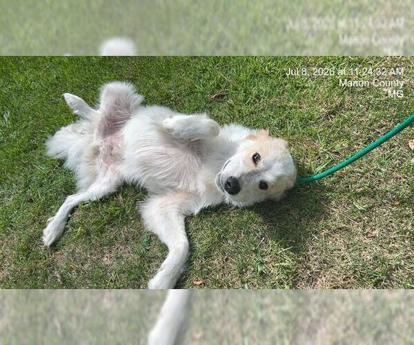 Medium Photo #1 Great Pyrenees-Unknown Mix Puppy For Sale in Ocala, FL, USA
