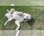 Small Great Pyrenees Mix