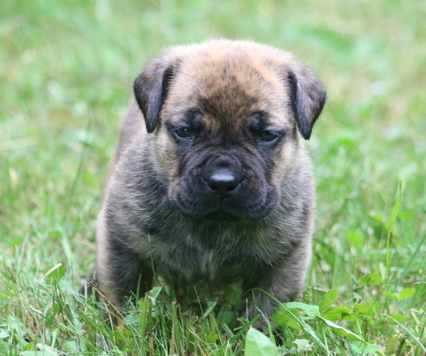Medium Photo #34 Boerboel Puppy For Sale in WASILLA, AK, USA