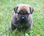 Puppy Puppy 9 Boerboel