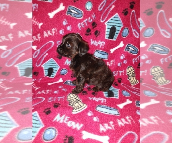 Medium Photo #43 YorkiePoo Puppy For Sale in LAPEER, MI, USA