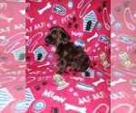 Small #1 YorkiePoo