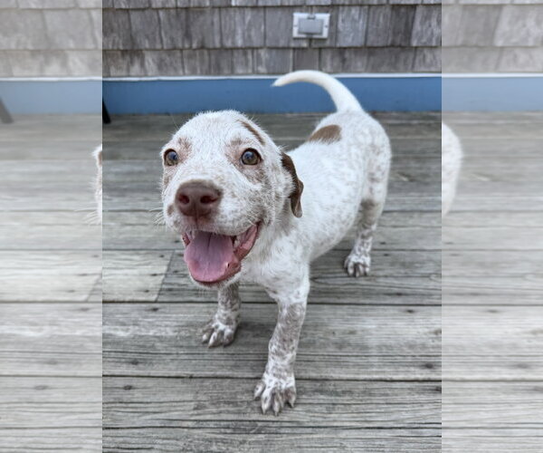 Medium Photo #5 Mutt Puppy For Sale in Garden City, NY, USA