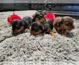 Yorkshire Terrier Puppy for Sale in PALMDALE, California USA