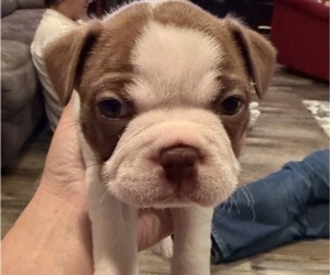 Boston Terrier Puppy for sale in GUNTOWN, MS, USA